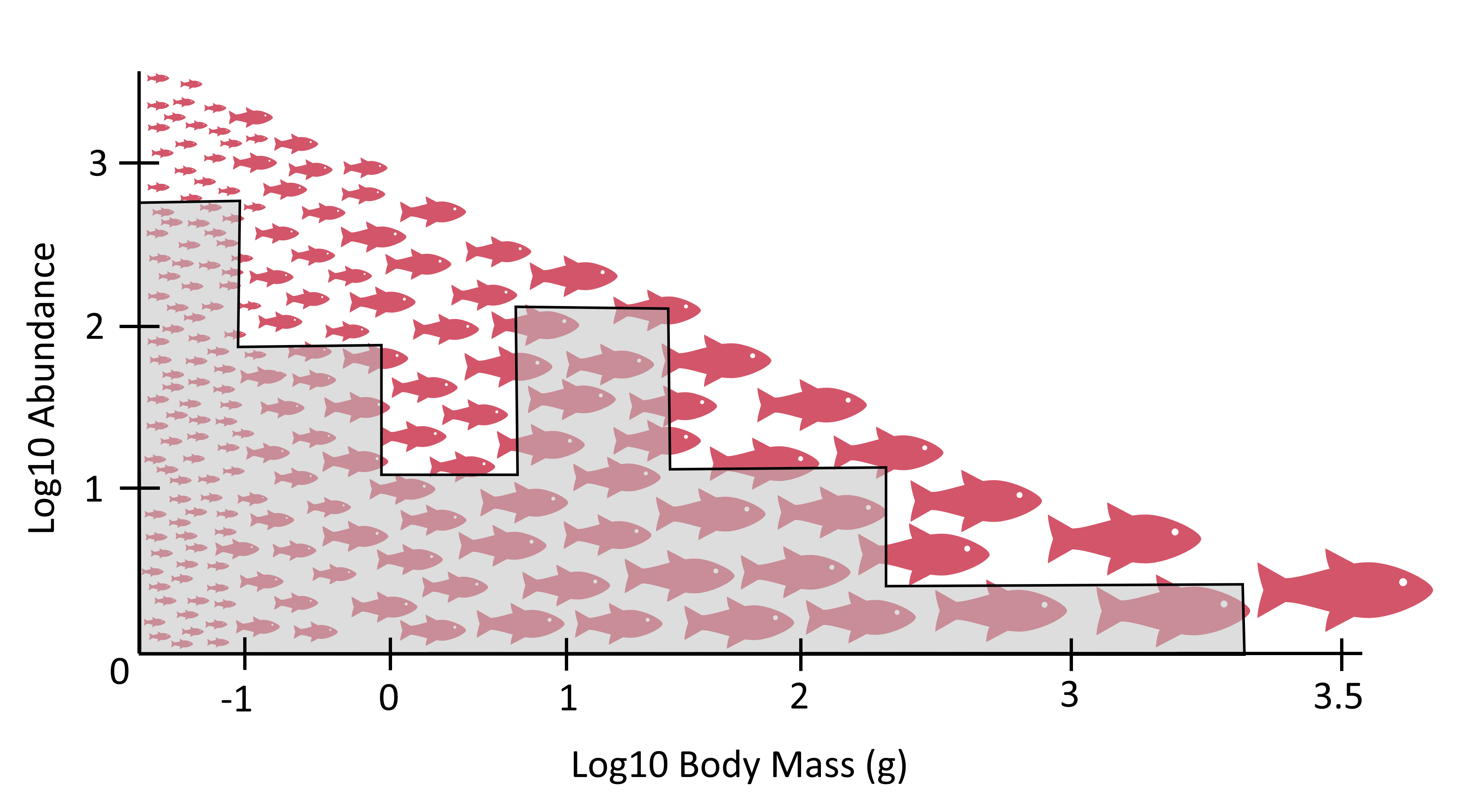Schematic plot: x axis is log body size, y axis is proportion protected. Red fish icons show fish sizes, with many small fish and one large fish. Diagonal line shows decreasing protection with size. Transparent grey bars across size bins indicate proportion protected, representing protection across the predicted Sheldon spectrum.